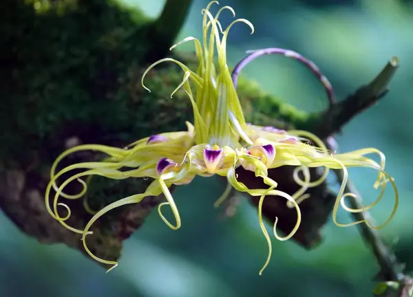 双子叶兰属 Bulbophyllum Binnendijkii 是一种兰花 属于双子叶兰属 Bulbophyllum — 图库照片