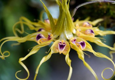 Bulbophyllum ericssonii, Bulbophyllum familyasından Malezya 'dan Yeni Gine' ye kadar büyüyen bir orkide türüdür..