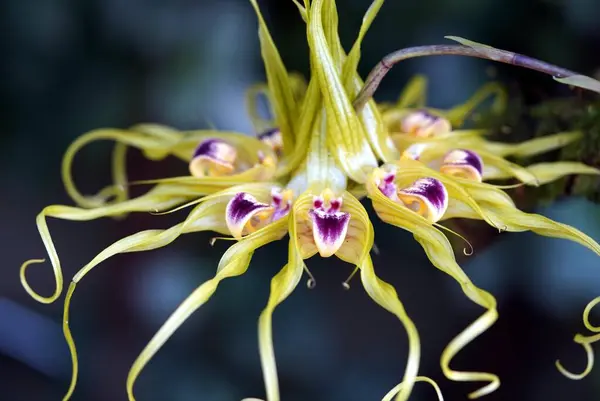 大叶兰属 Bulbophyllum Ericssonii 是一种兰属的兰花 生长于马林西亚至新几内亚之间 — 图库照片