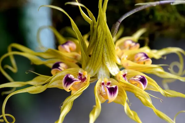 大叶兰属 Bulbophyllum Ericssonii 是一种兰属的兰花 生长于马林西亚至新几内亚之间 — 图库照片