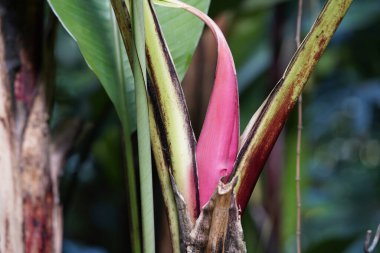 Muz bitkisinden yeni filizler çıkıyor. Musa, Musaceae familyasındaki üç cinsten biridir..