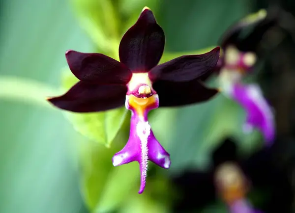 龙舌兰是菲律宾特有的一种兰花 是深紫色的龙舌兰 — 图库照片