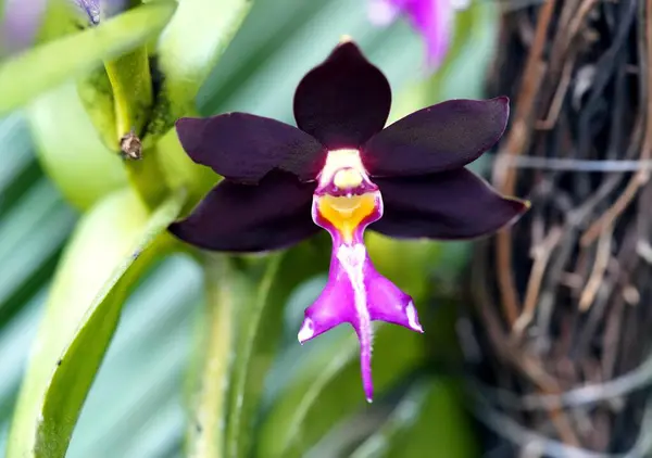 龙舌兰是菲律宾特有的一种兰花 是深紫色的龙舌兰 — 图库照片
