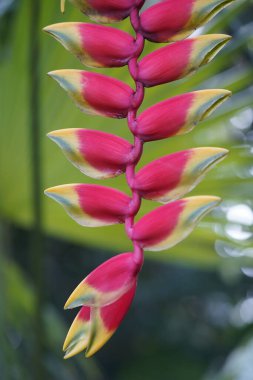 Heliconia hirsuta, Heliconiaceae familyasından bir bitki türü.. 