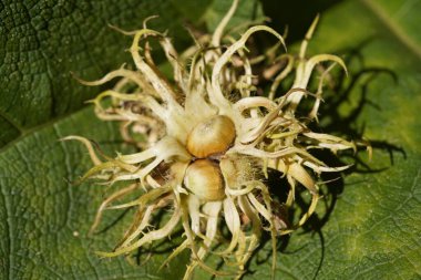 Corylus colurna, Balkanlar 'dan Türkiye' nin kuzeyine ve İran 'ın kuzeyine kadar güneydoğu Avrupa ve güneybatı Asya' da yetişen bir yaprak döken ağaçtır..