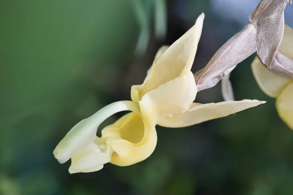马杜罗兰科 Stanhopea Maduroi 是兰花科 的一个属 原产于中美洲和南美洲 — 图库照片