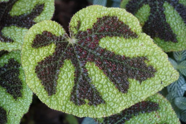 Begonia Masoniana Begonia Masoniana Een Plant Uit Familie Begoniaceae — Stockfoto