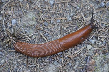 The red slug (Arion rufus), also known as the large red slug, chocolate arion and European red slug, is a species of land slug in the family Arionidae, the roundback slugs.