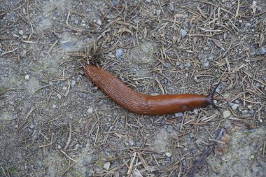 The red slug (Arion rufus), also known as the large red slug, chocolate arion and European red slug, is a species of land slug in the family Arionidae, the roundback slugs.