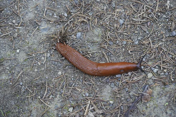 Red Slug Arion Rufus Also Known Large Red Slug Chocolate — 스톡 사진