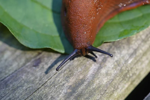 Red Slug Arion Rufus Also Known Large Red Slug Chocolate — 스톡 사진