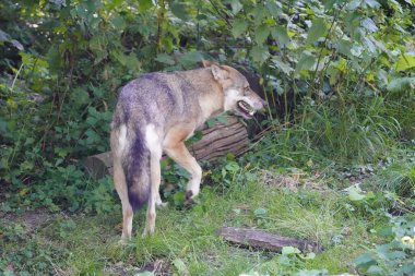 Kurt (Gri Kurt veya Gri Kurt olarak da bilinir), Avrasya ve Kuzey Amerika 'da yetişen büyük bir köpek türü. Almanya