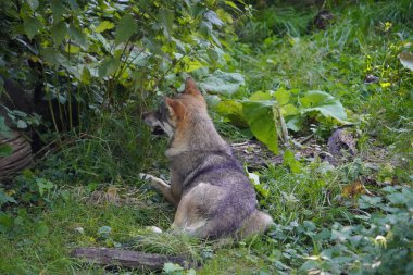 Kurt (Gri Kurt veya Gri Kurt olarak da bilinir), Avrasya ve Kuzey Amerika 'da yetişen büyük bir köpek türü. Almanya