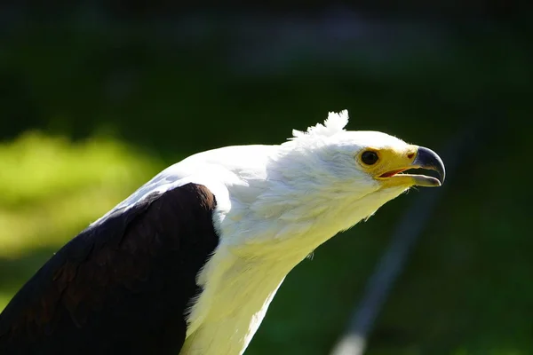 Águila Pescadora Africana Icthyophaga Vocifer Águila Marina Africana Una Gran — Foto de Stock