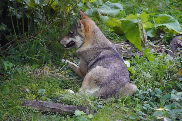 Λύκος Canis Lupus Γνωστός Και Γκρίζος Λύκος Γκρίζος Λύκος Είναι — Φωτογραφία Αρχείου