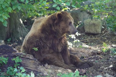 Boz ayı (Ursus arctos) Avrasya ve Kuzey Amerika 'da bulunan büyük bir ayı türüdür. Ursidae ailesi..  