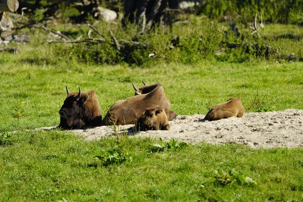 The European bison (Bison bonasus) or the European wood bison, also known as the wisent  the zubr or sometimes colloquially as the European buffalo, is a European species of bison. Bovidae family.