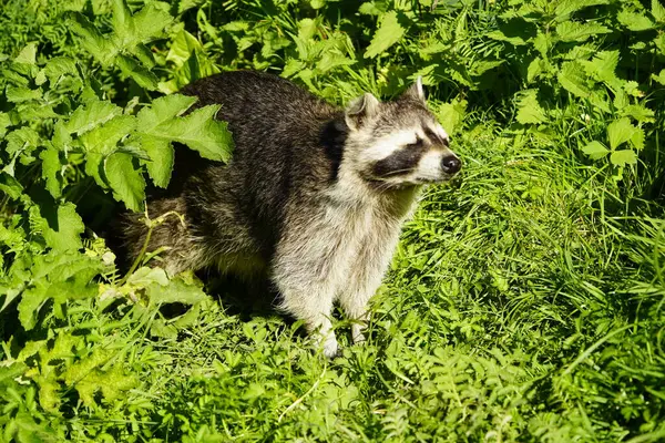 Raccoon Procyon Lotor Also Spelled Racoon Sometimes Called Common Raccoon — Stock Photo, Image
