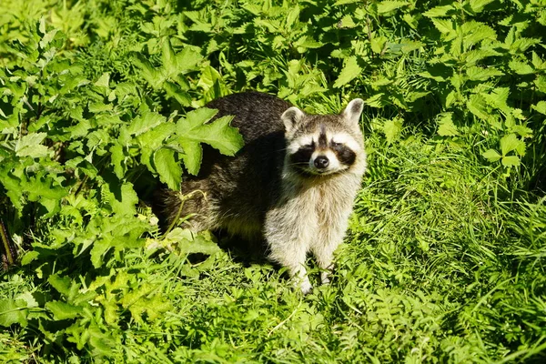 Raccoon Procyon Lotor Also Spelled Racoon Sometimes Called Common Raccoon — Stock Photo, Image