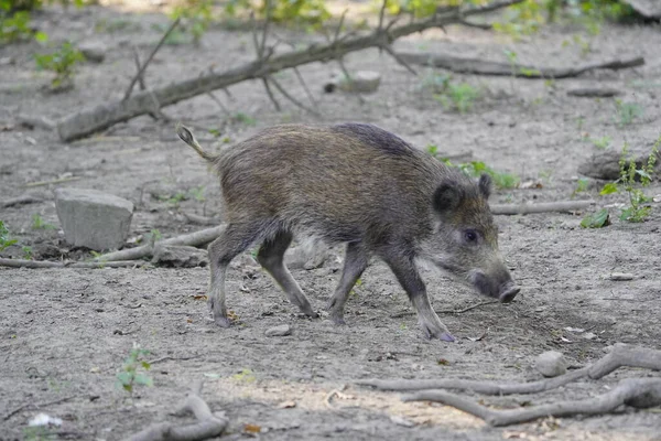 The wild boar (Sus scrofa), also known as the wild swine or Eurasian wild pig.