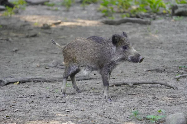 The wild boar (Sus scrofa), also known as the wild swine or Eurasian wild pig.