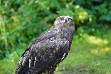 Altın Kartal (Aquila chrysaetos), Kuzey Yarımküre 'de yaşayan bir yırtıcı kuş türüdür..