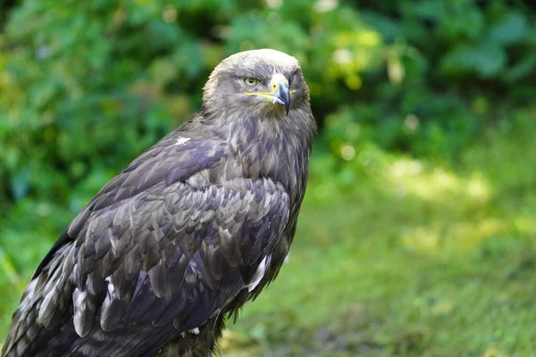 Altın Kartal (Aquila chrysaetos), Kuzey Yarımküre 'de yaşayan bir yırtıcı kuş türüdür..