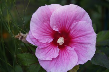 Hibiscus sivrisinekleri, Yaz Fırtınası. Malvaceae ailesi. Hanover - Berggarten, Almanya.