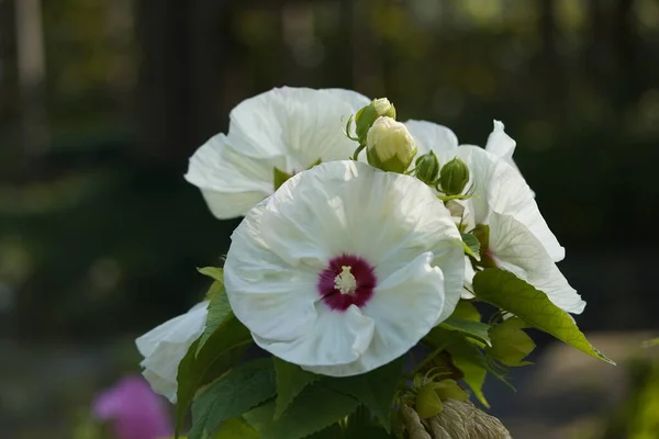 Hibiscus Moscheutos Velha Yella Família Malvaceae Hanover Berggarten Alemanha — Fotografia de Stock