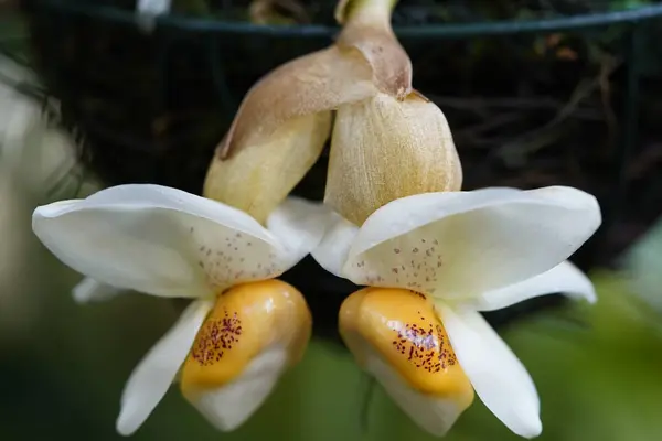 Stanhopea Ecornutaは 中央アメリカ ベリーズ コスタリカ エルサルバドル グアテマラ ホンジュラス ニカラグア パナマ — ストック写真