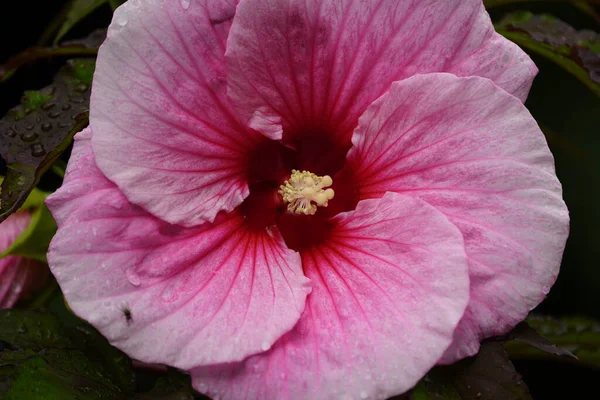 Hibiscus Moscheutos Old Yella Malvaceae Family Hanover Berggarten Germany — Stock Photo, Image