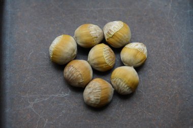 Corylus colurna tohumları, Türk fındığı veya Türk filetosu. Almanya.