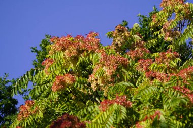 Eylül ayında Cennetin dişi ağacı (Ailanthus altissima) Simaroubaceae familyasından tohum üretimi. Hanover, Almanya.