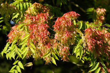 Eylül ayında Cennetin dişi ağacı (Ailanthus altissima) Simaroubaceae familyasından tohum üretimi. Hanover, Almanya.