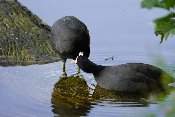 Two Eurasian coots exchanging caresses. Fulica atra, Rallidae family. Hanover, Germany.