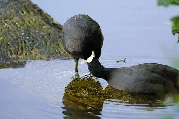 Two Eurasian coots exchanging caresses. Fulica atra, Rallidae family. Hanover, Germany.