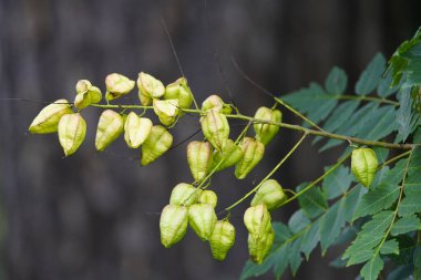 Koelreuteria paniculata, Sapindaceae familyasından Doğu Asya 'ya özgü bir bitki türü.).
