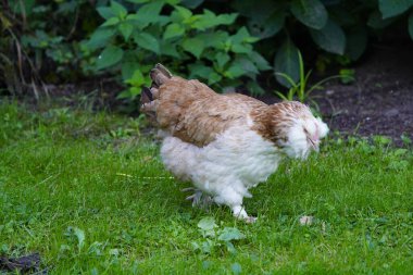Alman somon tavuğu evcil bir tavuk cinsidir (Gallus gallus domesticus). Hanover, Almanya.