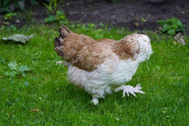 Alman somon tavuğu evcil bir tavuk cinsidir (Gallus gallus domesticus). Hanover, Almanya.