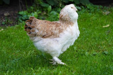 Alman somon tavuğu evcil bir tavuk cinsidir (Gallus gallus domesticus). Hanover, Almanya.