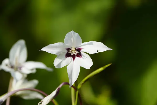 グラディオラスムリエは エチオピアからマラウイに 東アフリカに原産の家族イリドゥスに開花植物の種です — ストック写真