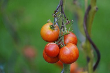 Tigerella (Solanum lycopersicum) Hanover, Almanya 'da bulunan çift renkli bir domates yetiştiricisidir..