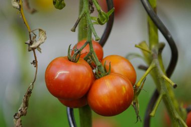 Tigerella (Solanum lycopersicum) Hanover, Almanya 'da bulunan çift renkli bir domates yetiştiricisidir..