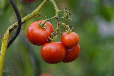 Tigerella (Solanum lycopersicum) Hanover, Almanya 'da bulunan çift renkli bir domates yetiştiricisidir..