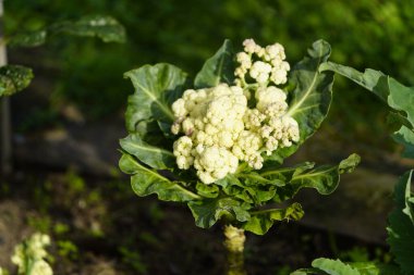 Brassica oleracea, lahana, brokoli, karnabahar, lahana, Brüksel lahanası, karalahana ve karalahana gibi birçok yaygın bitki türünü içeren Brassicaceae familyasından bir bitki türüdür..