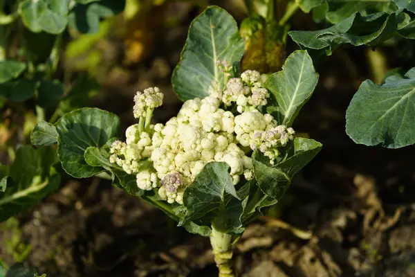 Brassica oleracea is a plant species from family Brassicaceae that includes many common cultivars used as vegetables, such as cabbage, broccoli, cauliflower, kale, Brussels sprouts, collard greens.