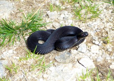 Zehirli siyah Vipera berus, Avrupa engereği, Avrupa engereği. (Viperidae ailesi) Avusturya 'daki Styria dağlarında.