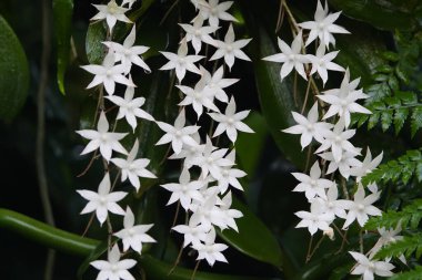 Aerangis articulata epifitik orkidenin bir türüdür. Madagaskar ve Komoro Adaları 'na özgüdür..