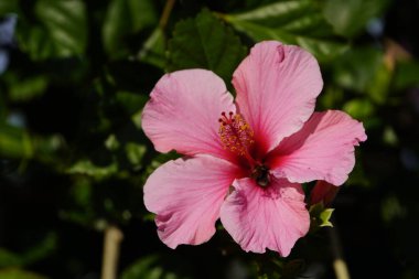 Hibiscus Sinensis, Seminale Pembesi, Malvaceae ailesi. Hanover Berggarten, Almanya