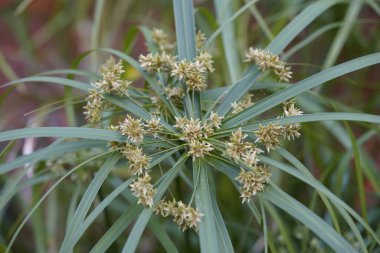 Cyperus alternifolius (papirüs, şemsiye sedge veya şemsiye palmiyesi), Cyperaceae familyasından çok büyük bir bitki türü olan Cyperus cinsi..